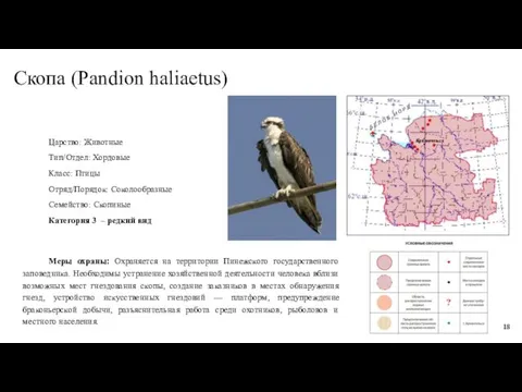 Скопа (Pandion haliaetus) Царство: Животные Тип/Отдел: Хордовые Класс: Птицы Отряд/Порядок: