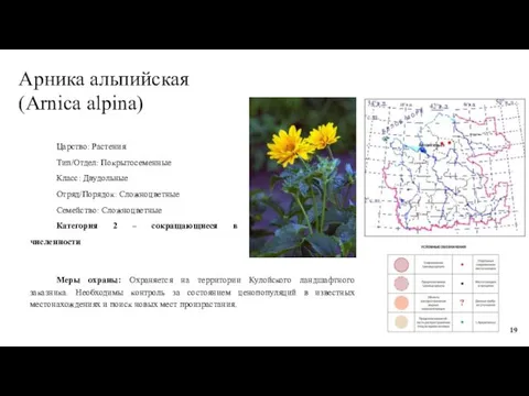 Арника альпийская (Arnica alpina) Царство: Растения Тип/Отдел: Покрытосеменные Класс: Двудольные