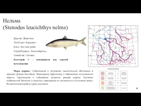 Нельма (Stenodus leucichthys nelma) Царство: Животные Тип/Отдел: Хордовые Класс: Костные