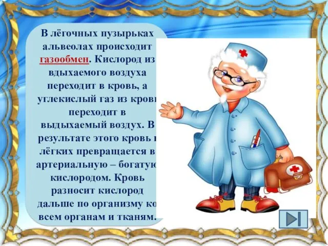 В лёгочных пузырьках альвеолах происходит газообмен. Кислород из вдыхаемого воздуха