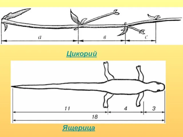 Цикорий Ящерица