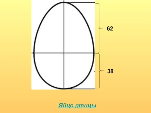 62 38 Яйцо птицы