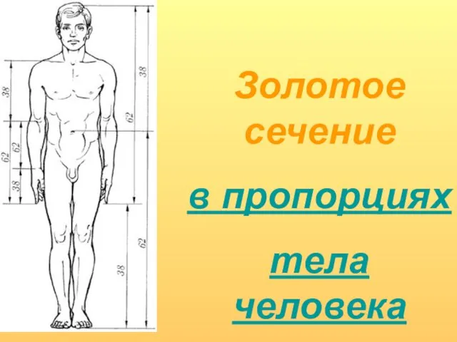 Золотое сечение в пропорциях тела человека