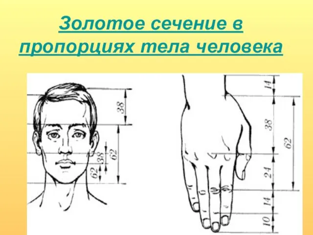 Золотое сечение в пропорциях тела человека