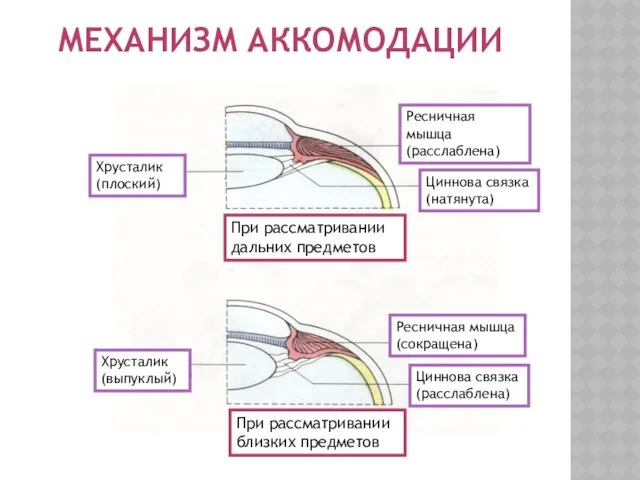 МЕХАНИЗМ АККОМОДАЦИИ Ресничная мышца (расслаблена) Циннова связка (натянута) Хрусталик (плоский)