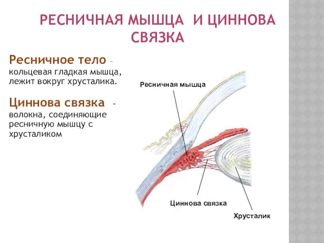 РЕСНИЧНАЯ МЫШЦА И ЦИННОВА СВЯЗКА Ресничное тело – кольцевая гладкая