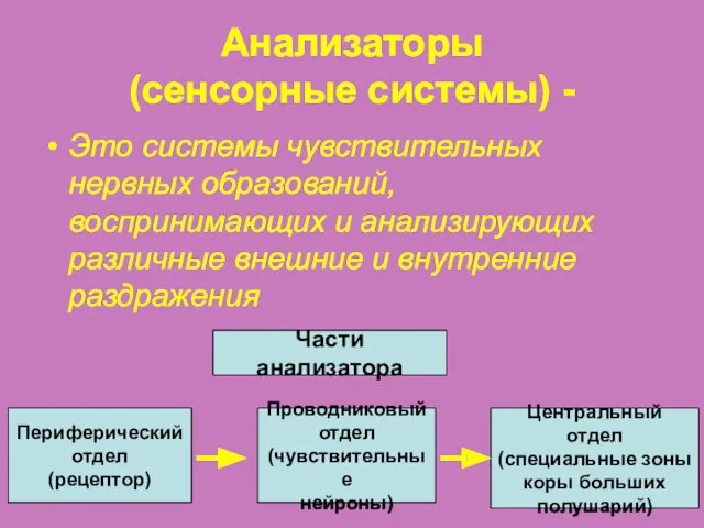 Анализаторы (сенсорные системы) - Это системы чувствительных нервных образований, воспринимающих