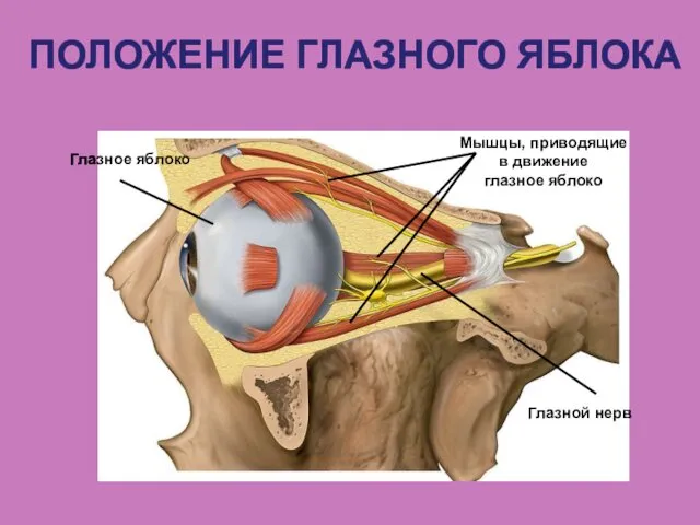 Глазное яблоко ПОЛОЖЕНИЕ ГЛАЗНОГО ЯБЛОКА Мышцы, приводящие в движение глазное яблоко Глазной нерв