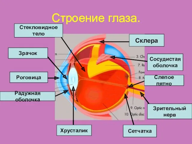 Строение глаза. Склера Роговица Радужная оболочка Зрачок Хрусталик Сетчатка Сосудистая