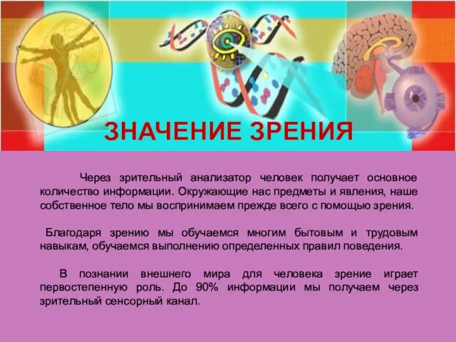 Через зрительный анализатор человек получает основное количество информации. Окружающие нас