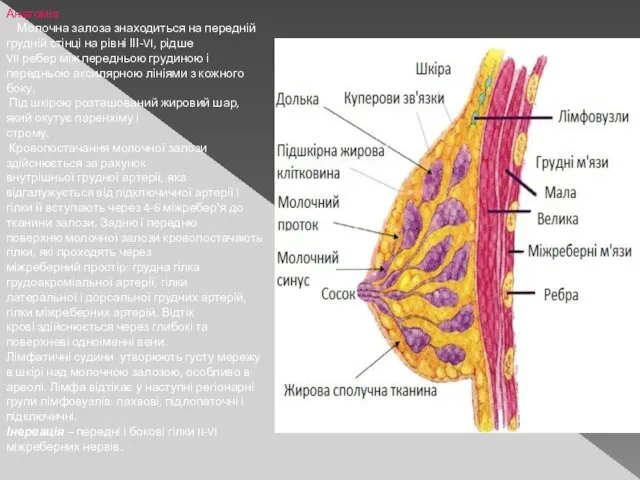 Анатомія Молочна залоза знаходиться на передній грудній стінці на рівні