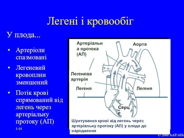 1- У плода... Артеріоли спазмовані Легеневий кровоплин зменшений Потік крові