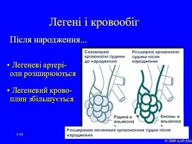 1- Після народження... Легеневі артері- оли розширюються Легеневий крово- плин