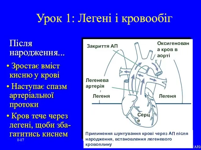 1- Після народження... Зростає вміст кисню у крові Наступає спазм