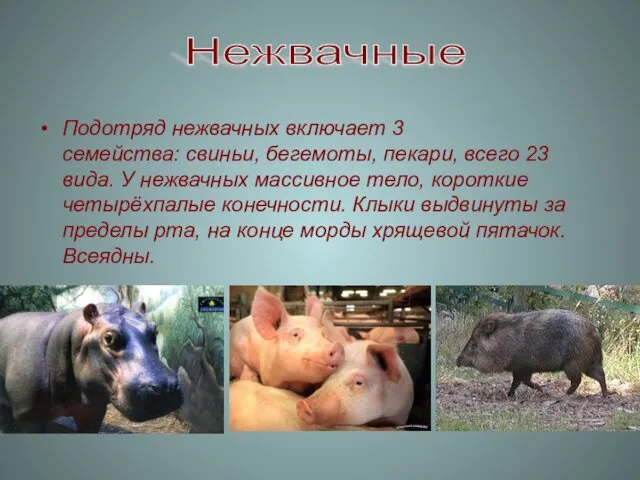 Подотряд нежвачных включает 3 семейства: свиньи, бегемоты, пекари, всего 23 вида. У нежвачных
