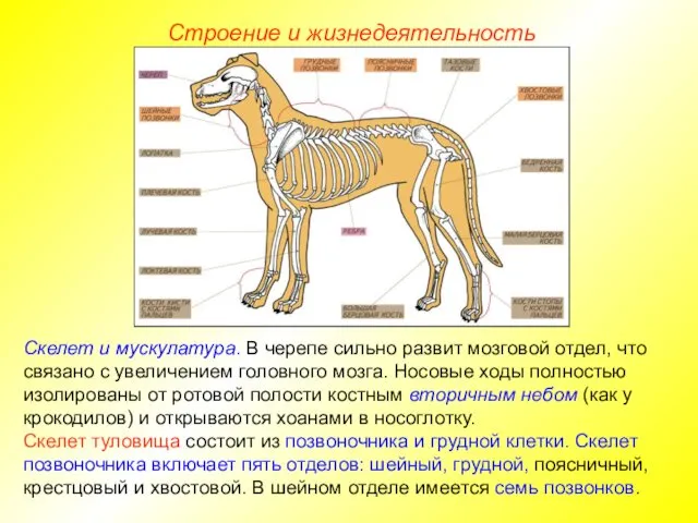 Строение и жизнедеятельность Скелет и мускулатура. В черепе сильно развит