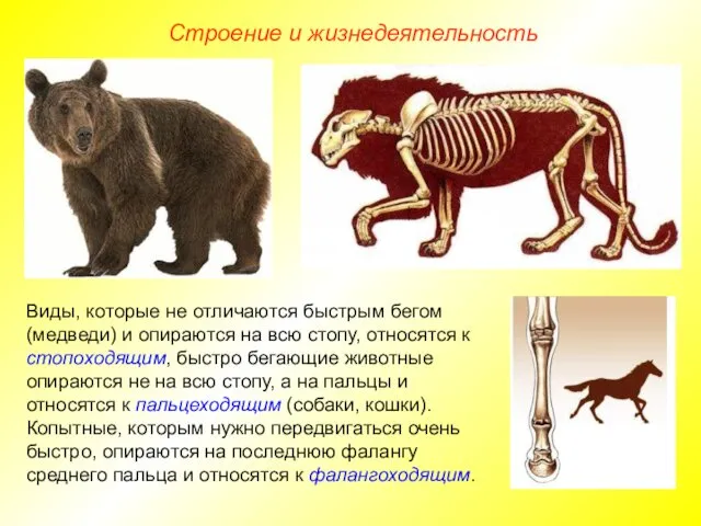 Строение и жизнедеятельность Виды, которые не отличаются быстрым бегом (медведи)