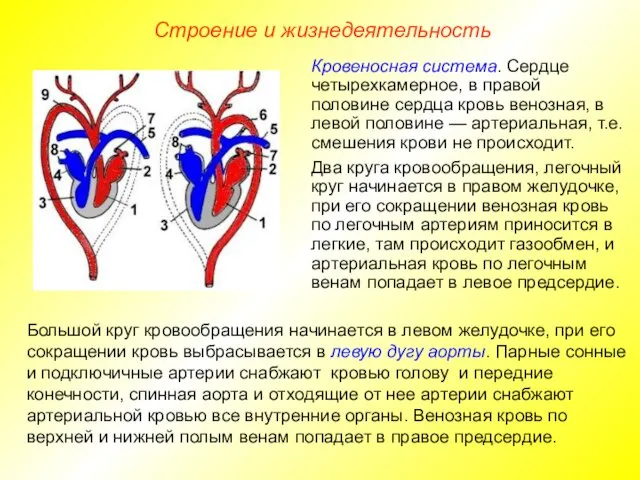 Строение и жизнедеятельность Большой круг кровообращения начинается в левом желудочке,