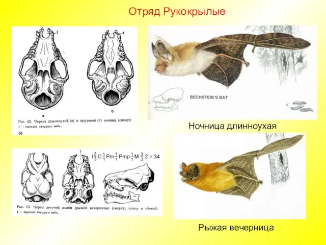 Отряд Рукокрылые Ночница длинноухая Рыжая вечерница