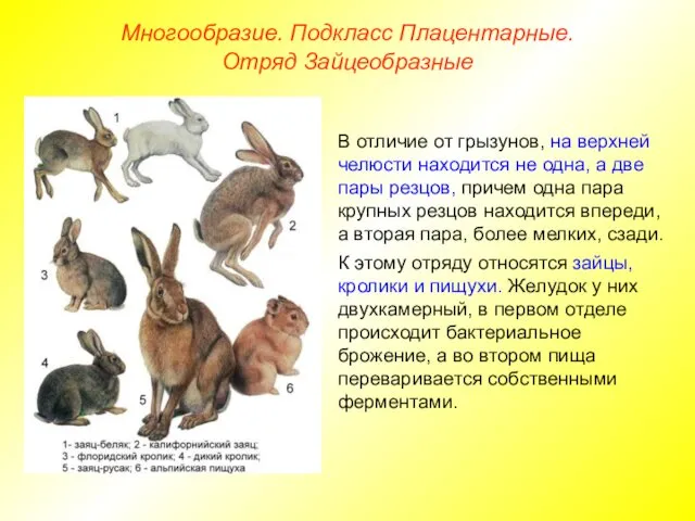 Многообразие. Подкласс Плацентарные. Отряд Зайцеобразные В отличие от грызунов, на