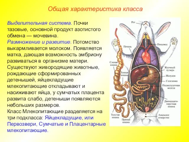 Общая характеристика класса Выделительная система. Почки тазовые, основной продукт азотистого