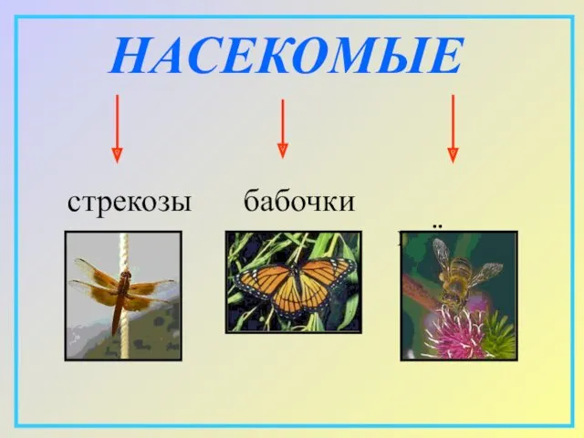 НАСЕКОМЫЕ бабочки стрекозы пчёлы
