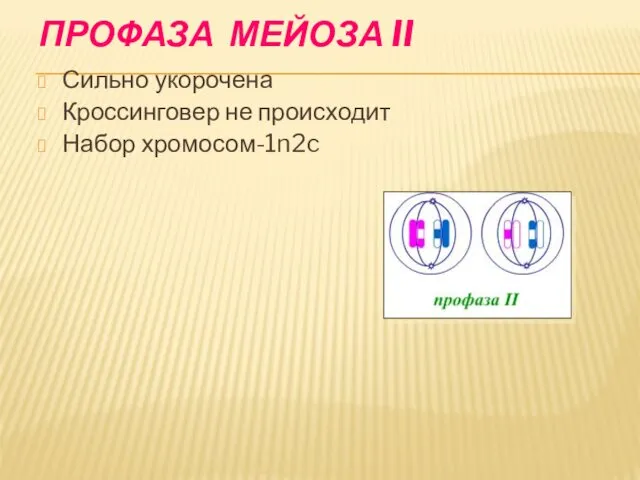 ПРОФАЗА МЕЙОЗА II Сильно укорочена Кроссинговер не происходит Набор хромосом-1n2c