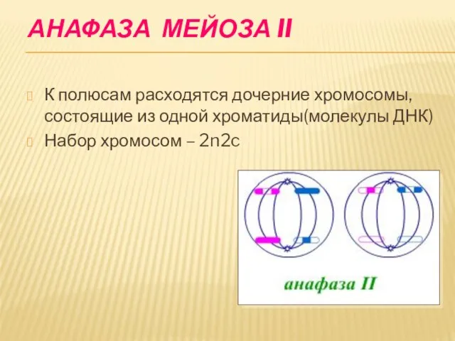 АНАФАЗА МЕЙОЗА II К полюсам расходятся дочерние хромосомы, состоящие из