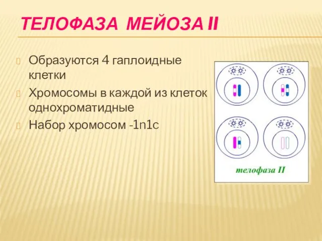 ТЕЛОФАЗА МЕЙОЗА II Образуются 4 гаплоидные клетки Хромосомы в каждой из клеток однохроматидные Набор хромосом -1n1c