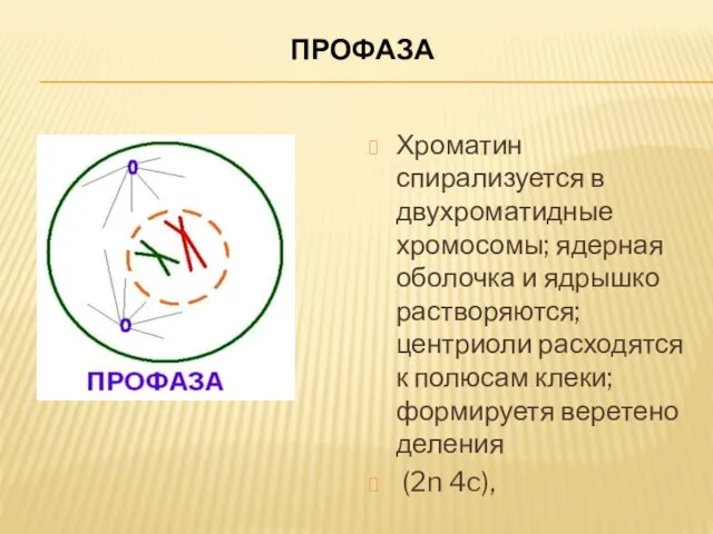 ПРОФАЗА Хроматин спирализуется в двухроматидные хромосомы; ядерная оболочка и ядрышко