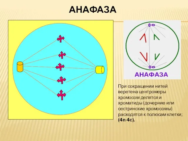 АНАФАЗА При сокращении нитей веретена центромеры хромосом делятся и хроматиды