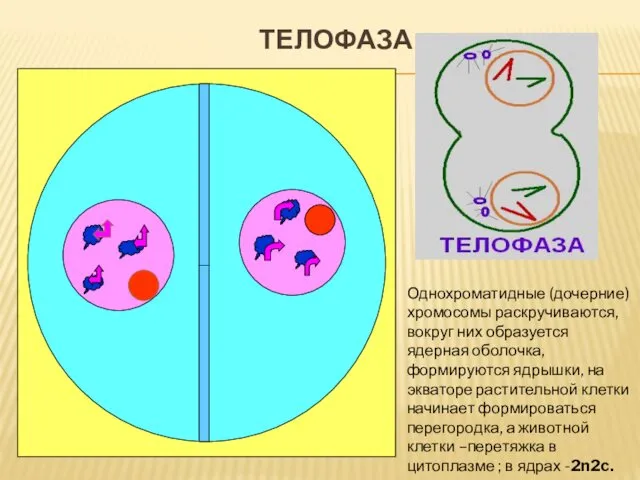 ТЕЛОФАЗА Однохроматидные (дочерние) хромосомы раскручиваются, вокруг них образуется ядерная оболочка,