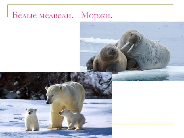 Белые медведи. Моржи.