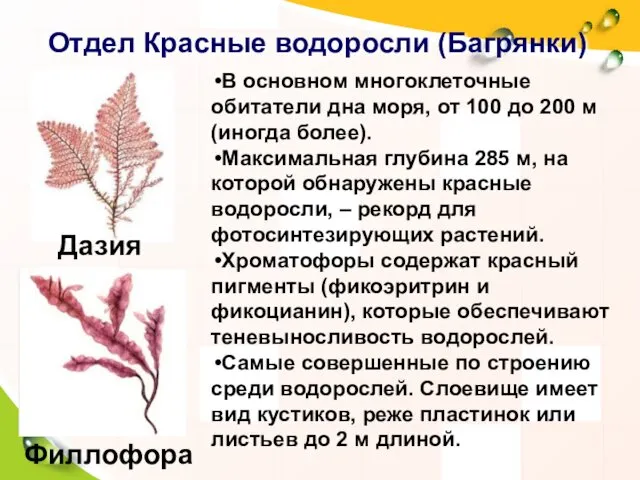 Отдел Красные водоросли (Багрянки) В основном многоклеточные обитатели дна моря, от 100 до