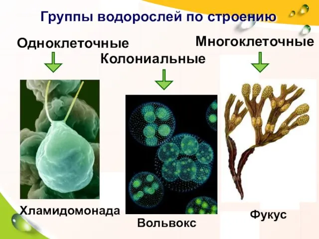 Хламидомонада Многоклеточные Колониальные Группы водорослей по строению Фукус Вольвокс Одноклеточные