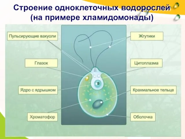 Строение одноклеточных водорослей (на примере хламидомонады)