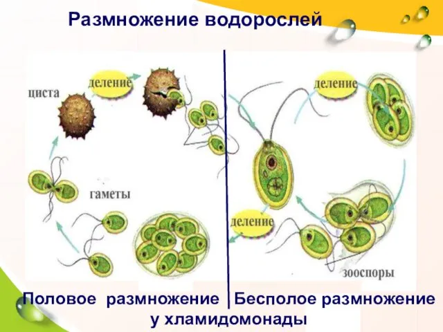 Размножение водорослей Половое размножение Бесполое размножение у хламидомонады