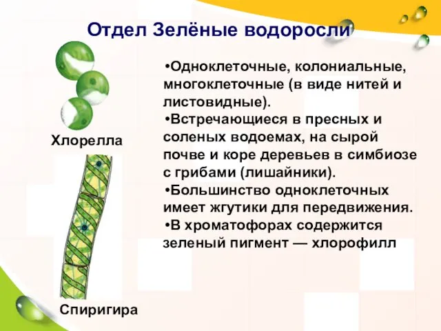 Отдел Зелёные водоросли Одноклеточные, колониальные, многоклеточные (в виде нитей и листовидные). Встречающиеся в