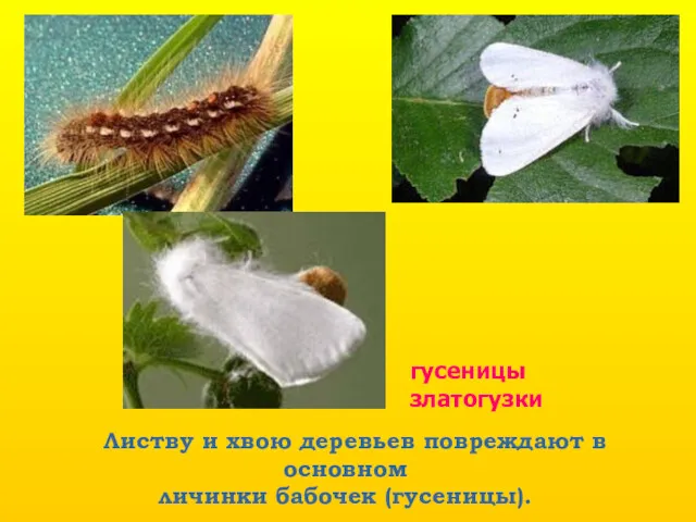 гусеницы златогузки Листву и хвою деревьев повреждают в основном личинки бабочек (гусеницы).