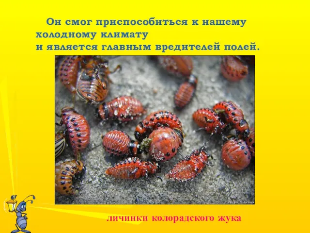 Он смог приспособиться к нашему холодному климату и является главным вредителей полей. личинки колорадского жука