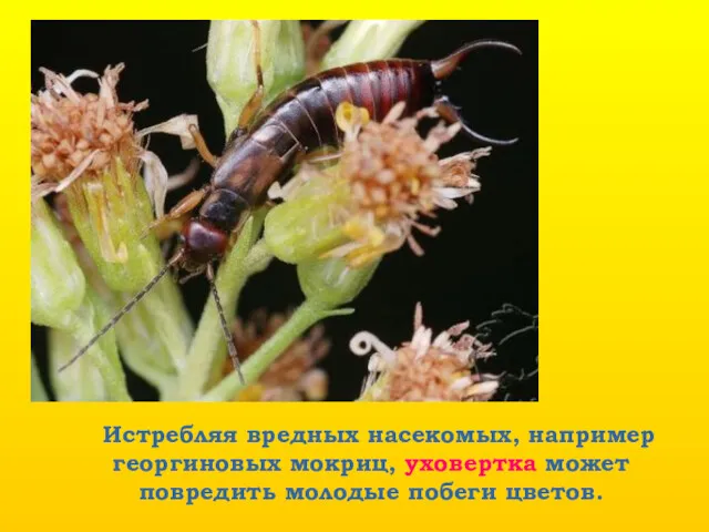 Истребляя вредных насекомых, например георгиновых мокриц, уховертка может повредить молодые побеги цветов.