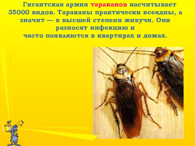 Гигантская армия тараканов насчитывает 35000 видов. Тараканы практически всеядны, а