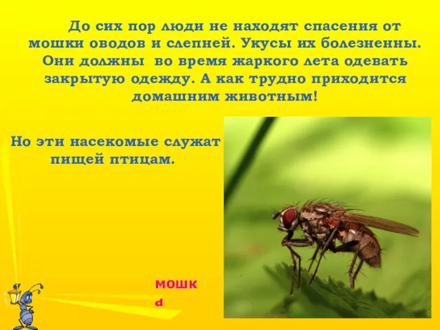 До сих пор люди не находят спасения от мошки оводов