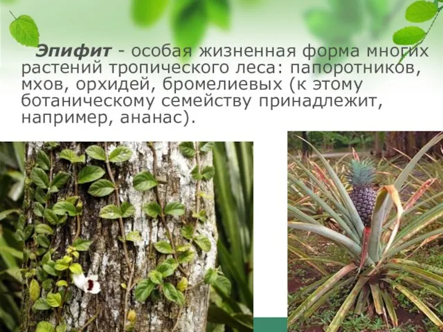 Эпифит - особая жизненная форма многих растений тропического леса: папоротников,