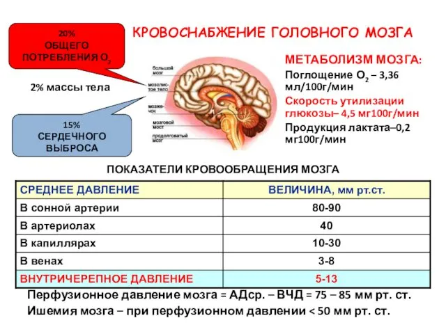 ПОКАЗАТЕЛИ КРОВООБРАЩЕНИЯ МОЗГА 2% массы тела 15% СЕРДЕЧНОГО ВЫБРОСА 20%