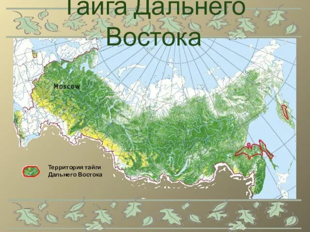 Тайга Дальнего Востока