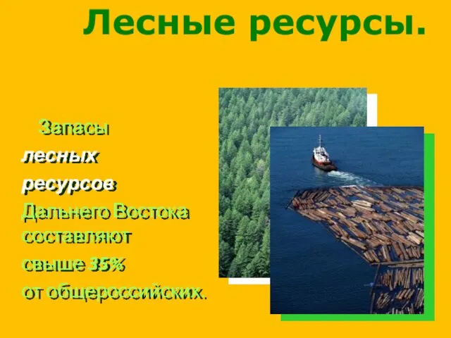 Запасы лесных ресурсов Дальнего Востока составляют свыше 35% от общероссийских. Лесные ресурсы.