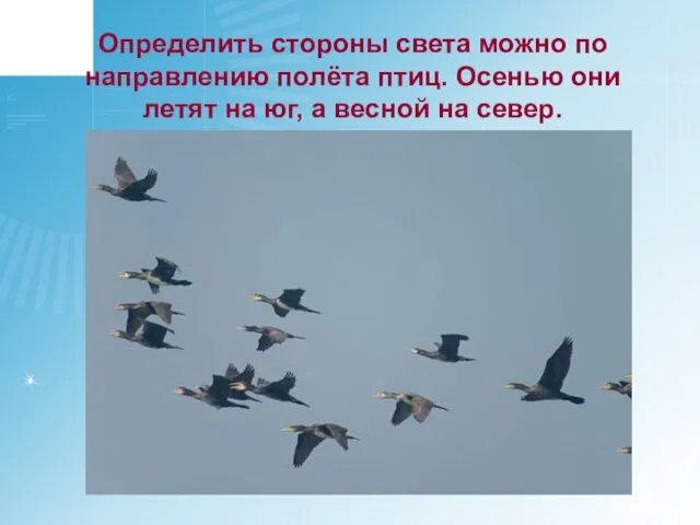 Определить стороны света можно по направлению полёта птиц. Осенью они