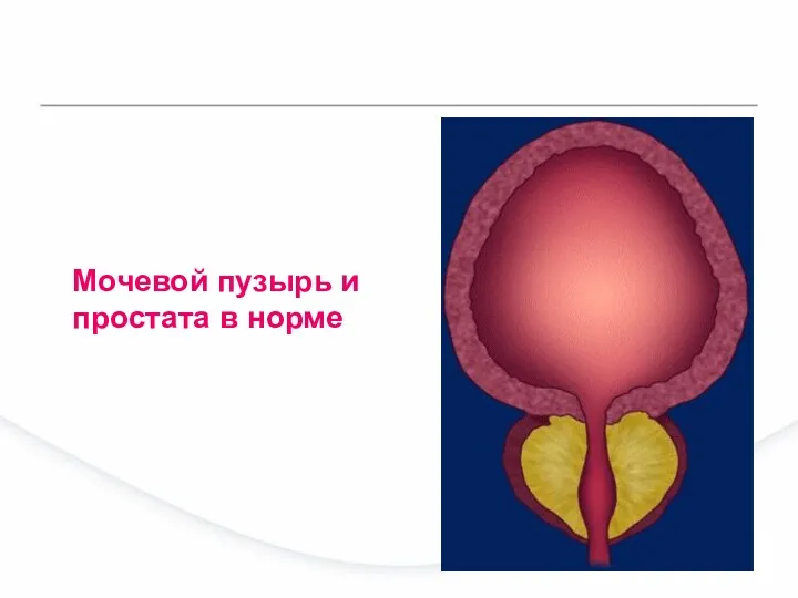 Мочевой пузырь и простата в норме