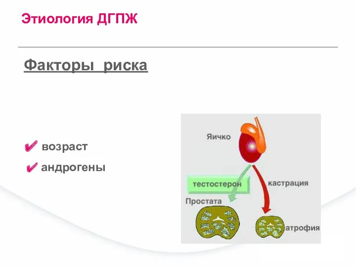 Факторы риска Этиология ДГПЖ возраст андрогены